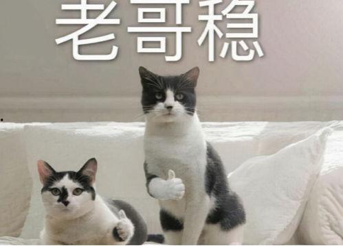 热血航线巴哥最新爆料,最新爆料带你领略航线魅力  第3张